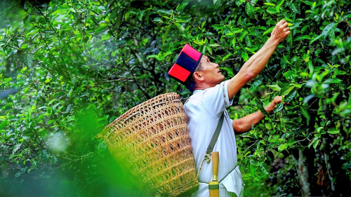 长城炮全性能家族燃动云南 “钢铁马帮”探秘茶马古道 赋能千行百业